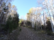 aspens_part_2
