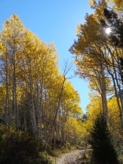 aspens_part_4