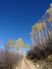 aspens_part_5