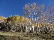 aspens_part_6