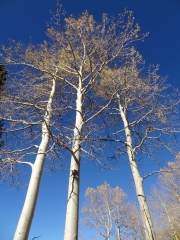 aspens_part_7