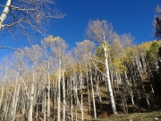 aspens_part_8