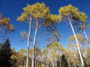 aspens_part_9