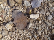 fallen_aspen_leaf