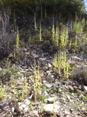 foliage