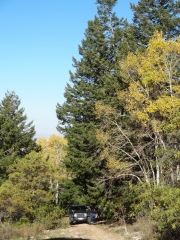 julie_in_the_trees