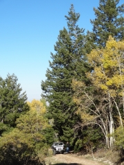 mike_in_the_trees
