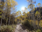 sun_through_aspens