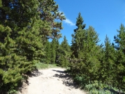 healthy_trees
