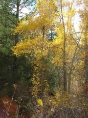 aspens