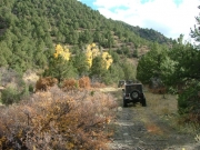 jeeps_in_trees