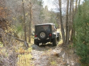 jeff_between_trees