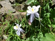 columbines