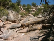 over_a_log