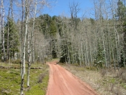 aspens