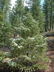hail_on_the_trees