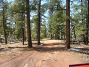 through_trees