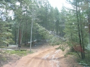 tree_nearing_the_trail
