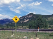 cows_and_trains