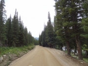tall_trees
