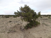 lumpy_tree