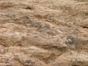 femur
