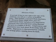femur_sign
