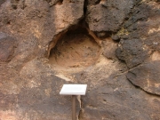 fossilized_wood_part_1