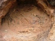 fossilized_wood_part_2