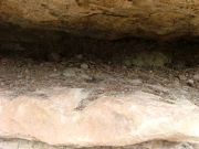 packrat_nest