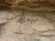 tail_bones