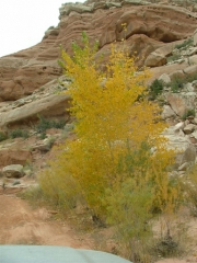yellow_leaves