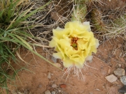 cactus_flower