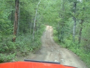 through_the_trees