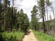 between_trees