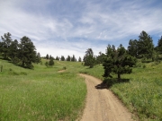meadow