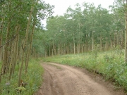 aspen_trees