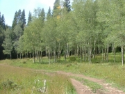 clearing