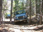 mark_through_narrow_trees
