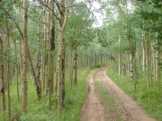 overgrown_trail