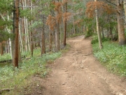 through_trees