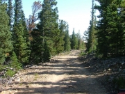 trail_through_the_trees
