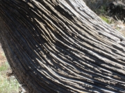 tree_bark
