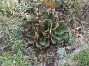 tundra_plant