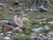 weird_plants