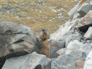 marmot
