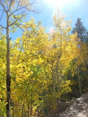 aspens_part_2