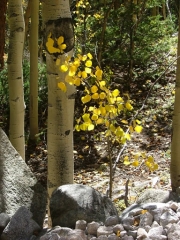 aspens_part_3