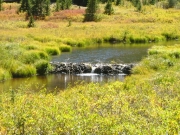 stream_to_browns_lake