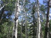 aspens